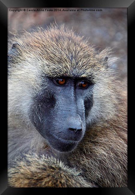 Olive Baboon Portrait Framed Print by Carole-Anne Fooks