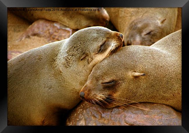 Cuddling Cousins - Cape Fur Seals Framed Print by Carole-Anne Fooks
