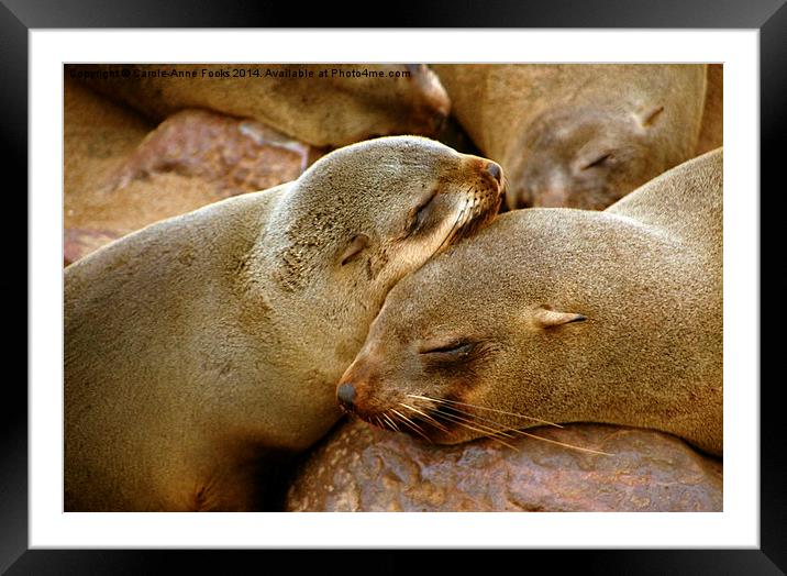 Cuddling Cousins - Cape Fur Seals Framed Mounted Print by Carole-Anne Fooks