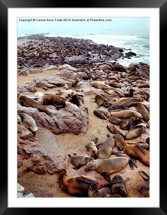 South African Fur Seal Colony Framed Mounted Print by Carole-Anne Fooks