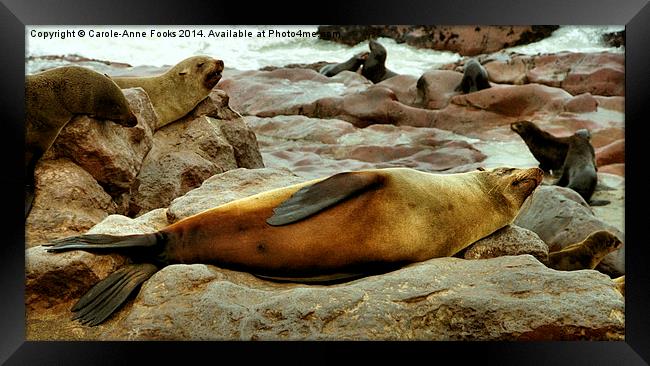 Lazy! South African Fur Seal Framed Print by Carole-Anne Fooks