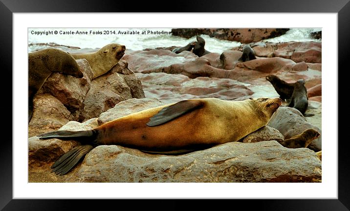 Lazy! South African Fur Seal Framed Mounted Print by Carole-Anne Fooks