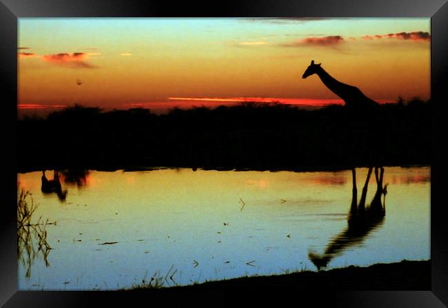 Giraffe at Sunset, Etosha, Namibia Framed Print by Carole-Anne Fooks