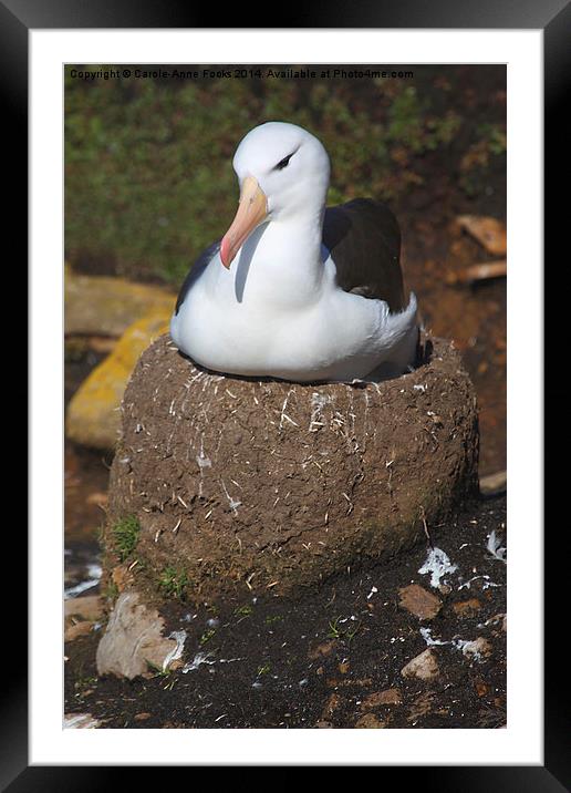 Nesting Black-browed Albatross Framed Mounted Print by Carole-Anne Fooks