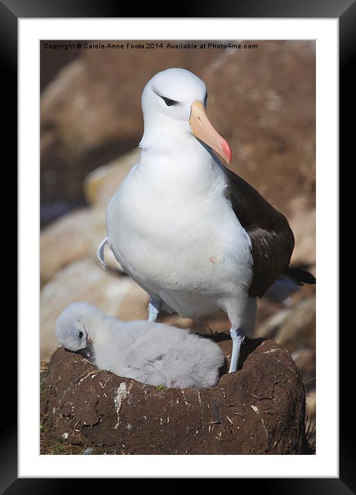 Nesting Black-browed Albatross with Chick Framed Mounted Print by Carole-Anne Fooks