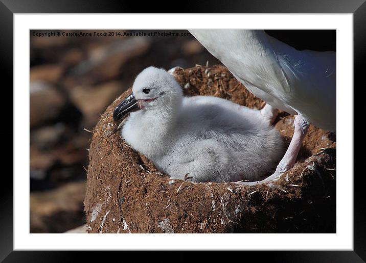 Black-browed Albatross Chick Framed Mounted Print by Carole-Anne Fooks