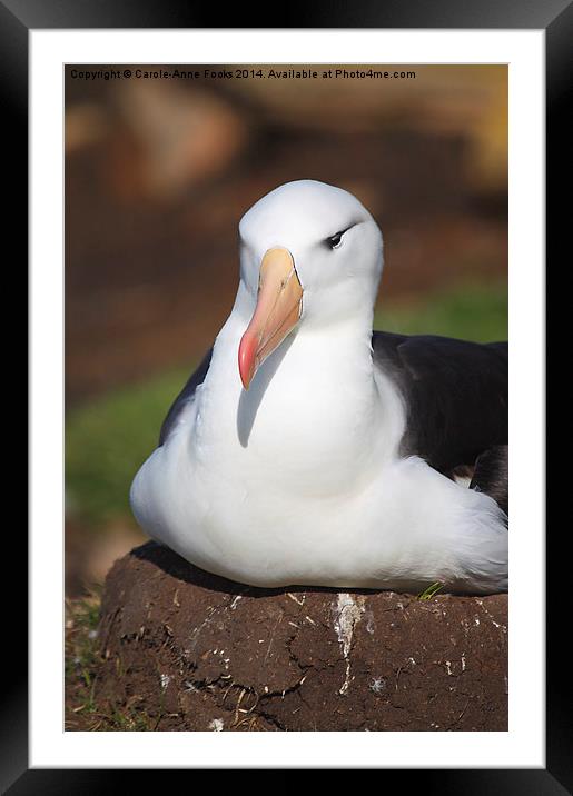Nesting Black-browed Albatross Framed Mounted Print by Carole-Anne Fooks