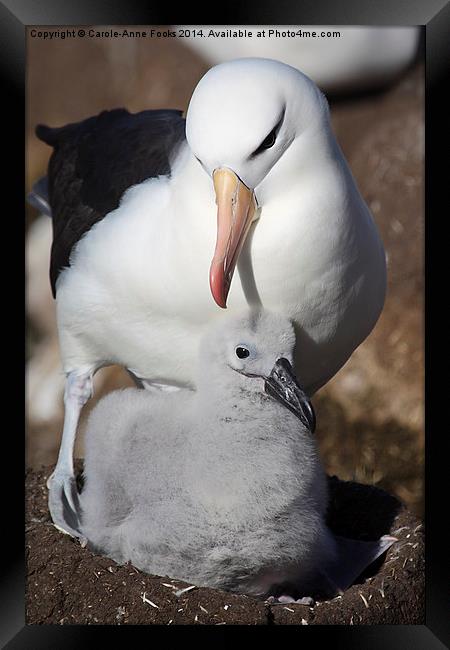 Nesting Black-browed Albatross with Chick Framed Print by Carole-Anne Fooks
