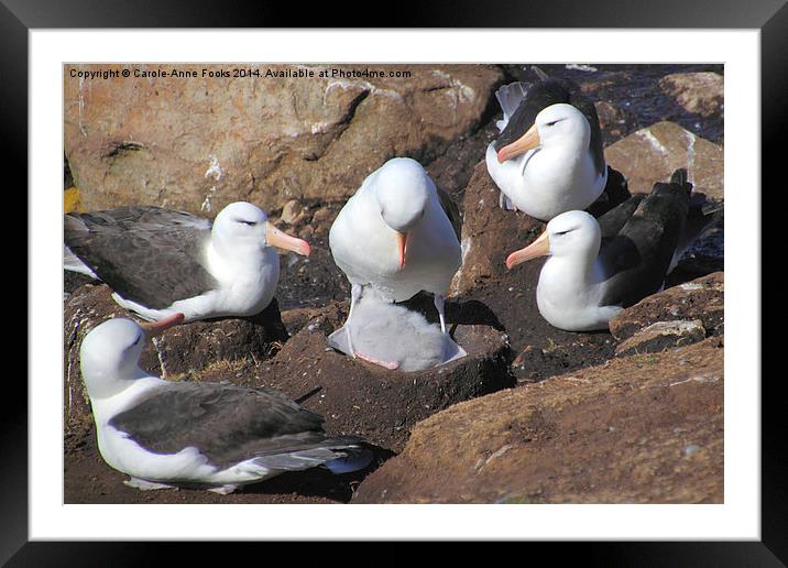 Black-browed Albatross Rookery Framed Mounted Print by Carole-Anne Fooks