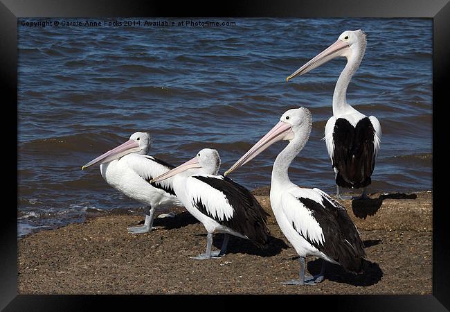  Australian Pelicans Framed Print by Carole-Anne Fooks