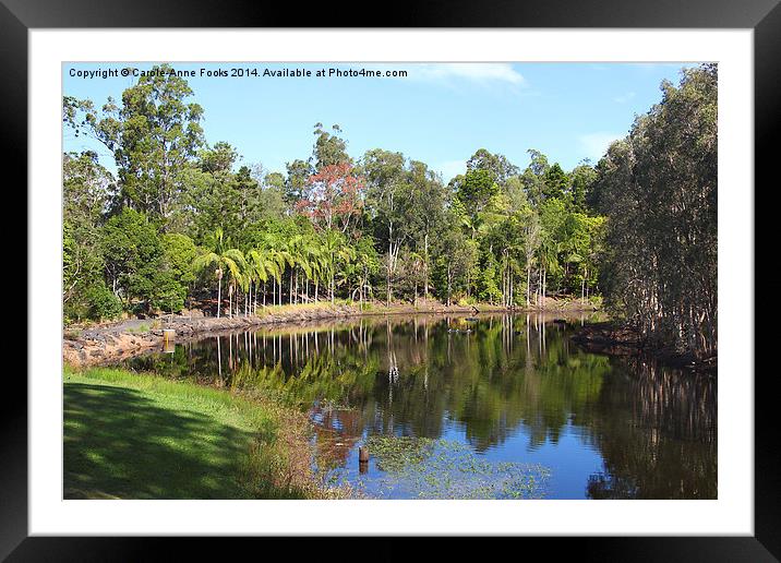   Mount Coot-tha Botanic Gardens, Brisbane Framed Mounted Print by Carole-Anne Fooks