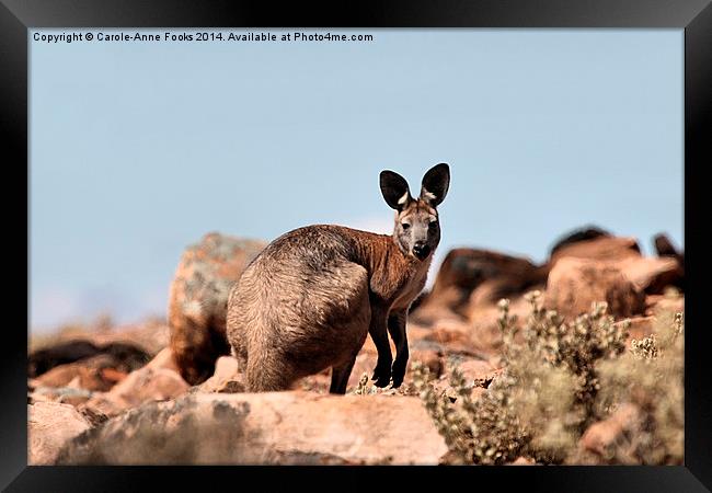  Western Grey Kangaroo Framed Print by Carole-Anne Fooks
