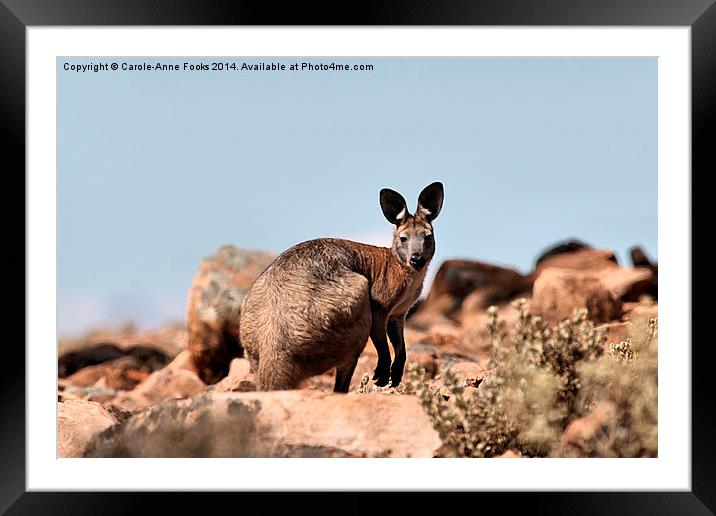  Western Grey Kangaroo Framed Mounted Print by Carole-Anne Fooks