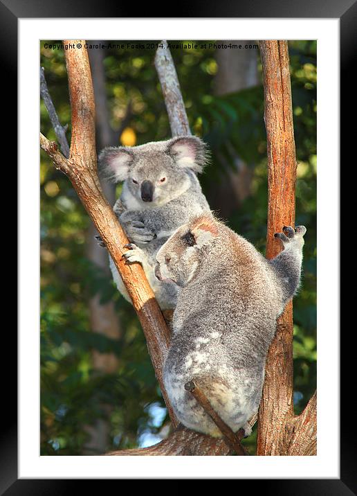  Koalas Framed Mounted Print by Carole-Anne Fooks