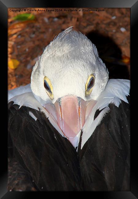  Pelican Portrait Framed Print by Carole-Anne Fooks