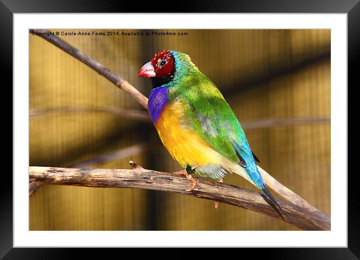  Gouldian Finch Framed Mounted Print by Carole-Anne Fooks