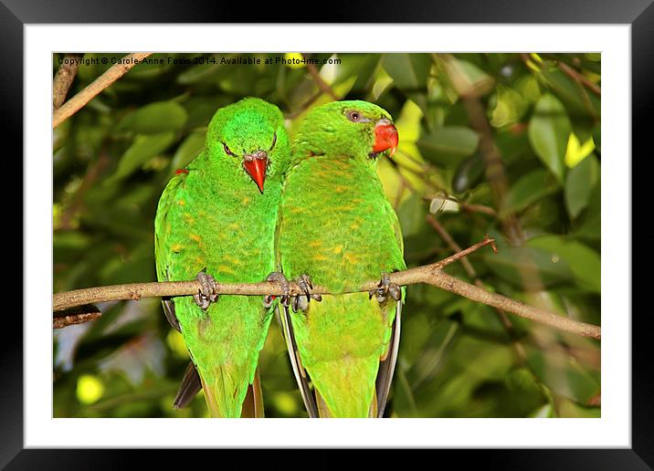  Scaly-breasted Lorikeets Framed Mounted Print by Carole-Anne Fooks