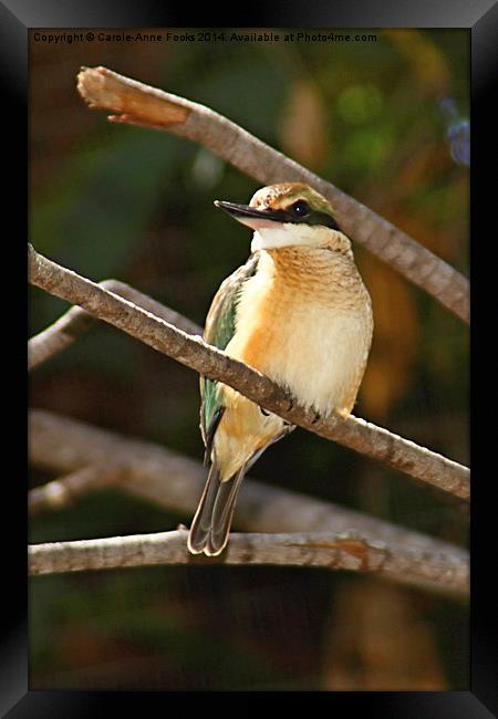  Sacred Kingfisher Framed Print by Carole-Anne Fooks