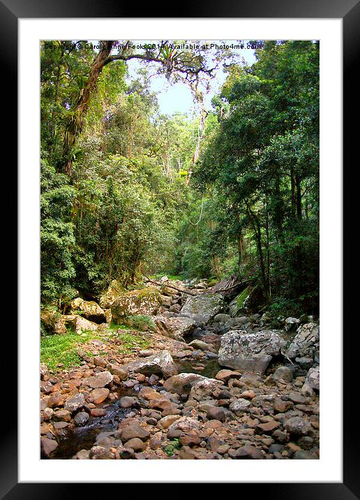  Creek in Springbrook National Park Framed Mounted Print by Carole-Anne Fooks