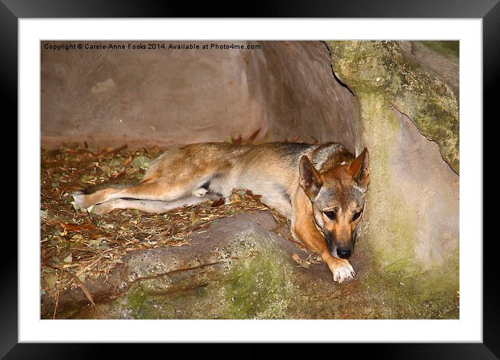  Australian Dingo Framed Mounted Print by Carole-Anne Fooks