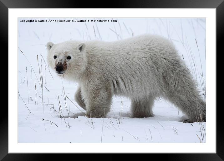   Baby Polar Bear Framed Mounted Print by Carole-Anne Fooks
