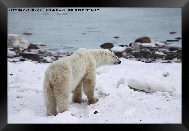 Polar Bear, Churchill, Canada Framed Print by Carole-Anne Fooks