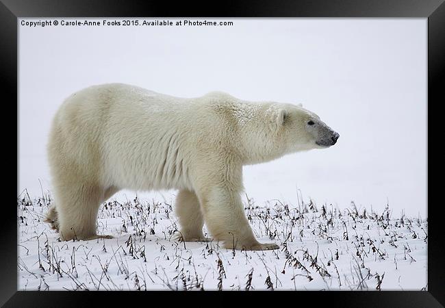   Male Polar Bear Framed Print by Carole-Anne Fooks
