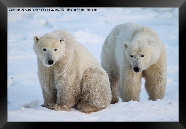   Polar Bears, Churchill, Canada Framed Print by Carole-Anne Fooks