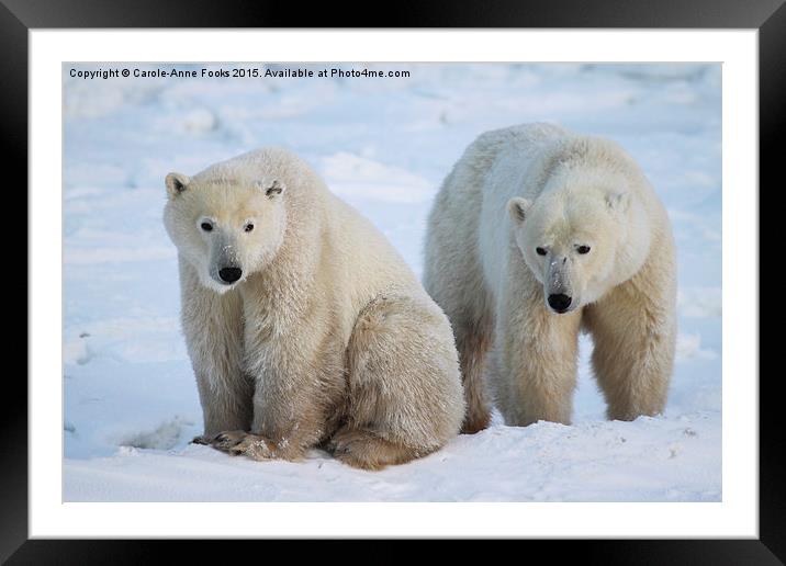   Polar Bears, Churchill, Canada Framed Mounted Print by Carole-Anne Fooks