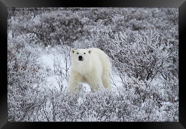  Polar Bear in The Arctic Willow Framed Print by Carole-Anne Fooks