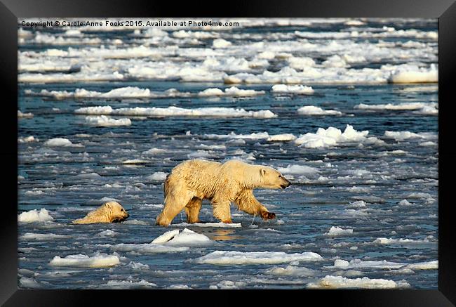  Polar Bears in Hudson Bay, Canada Framed Print by Carole-Anne Fooks