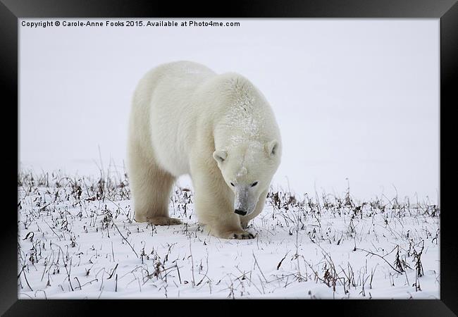 Large Male Polar Bear on the Tundra  Framed Print by Carole-Anne Fooks