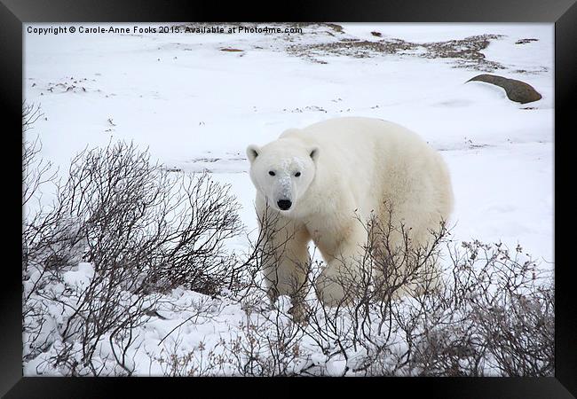  Polar Bear, Churchill, Canada Framed Print by Carole-Anne Fooks