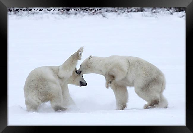  Polar Bear Skirmish Framed Print by Carole-Anne Fooks