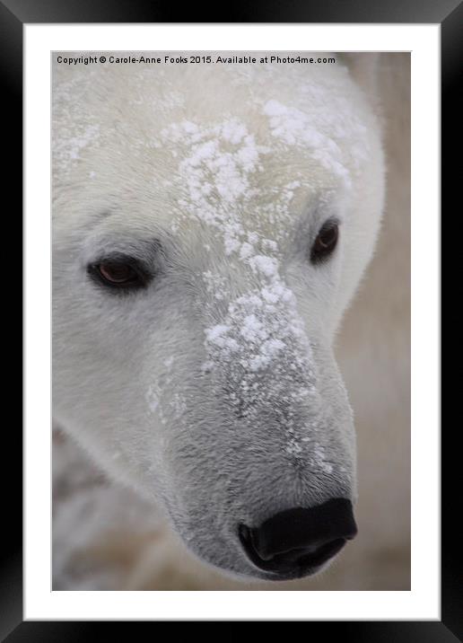  Polar Bear Portrait Framed Mounted Print by Carole-Anne Fooks