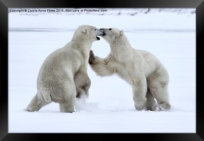   Polar Bear Skirmish Framed Print by Carole-Anne Fooks