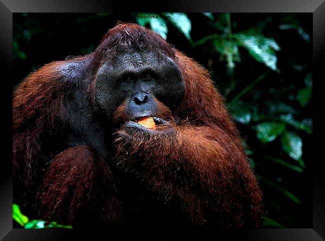  LargeMale Orangutan KNown as George Framed Print by Carole-Anne Fooks