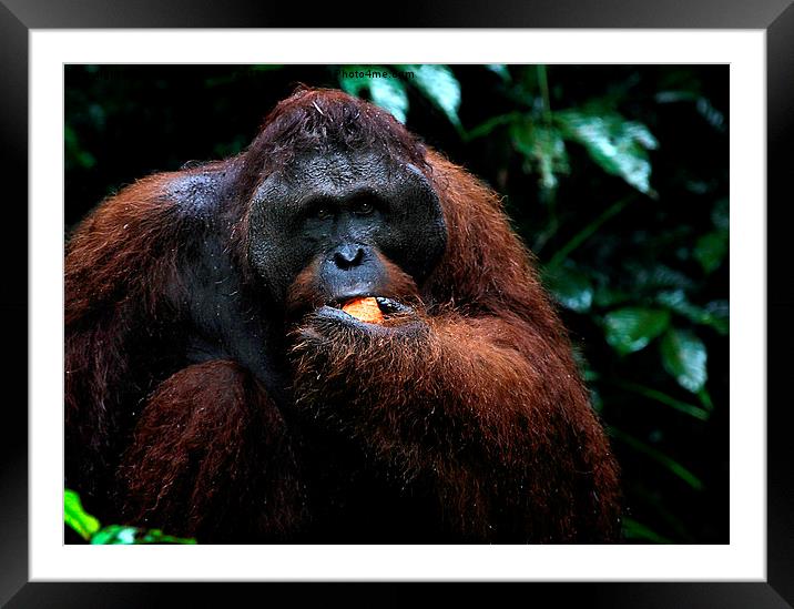  LargeMale Orangutan KNown as George Framed Mounted Print by Carole-Anne Fooks