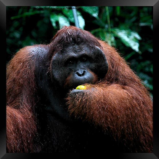 Large Male Orangutan Known as George  Framed Print by Carole-Anne Fooks
