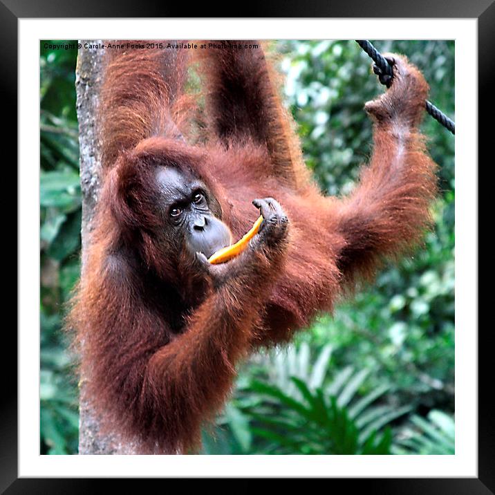  Just Hanging Around, Young Female Orangutan, Born Framed Mounted Print by Carole-Anne Fooks