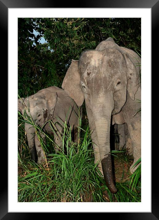  Borneo's Pygmy Elephants Framed Mounted Print by Carole-Anne Fooks