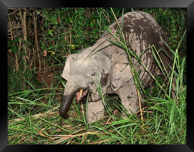  Borneo's Pygmy Elephant Framed Print by Carole-Anne Fooks