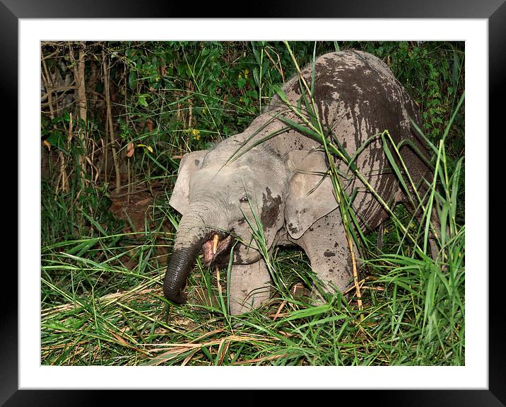  Borneo's Pygmy Elephant Framed Mounted Print by Carole-Anne Fooks