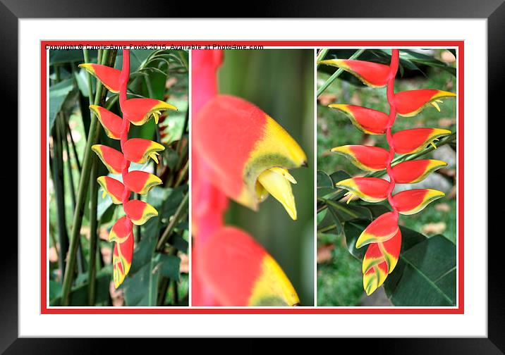 Heliconia Composite  Framed Mounted Print by Carole-Anne Fooks