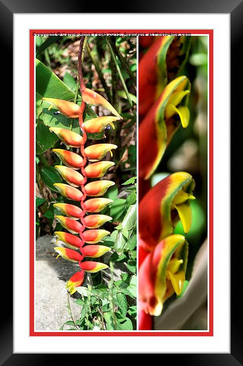  Heliconia Composite #2 Framed Mounted Print by Carole-Anne Fooks