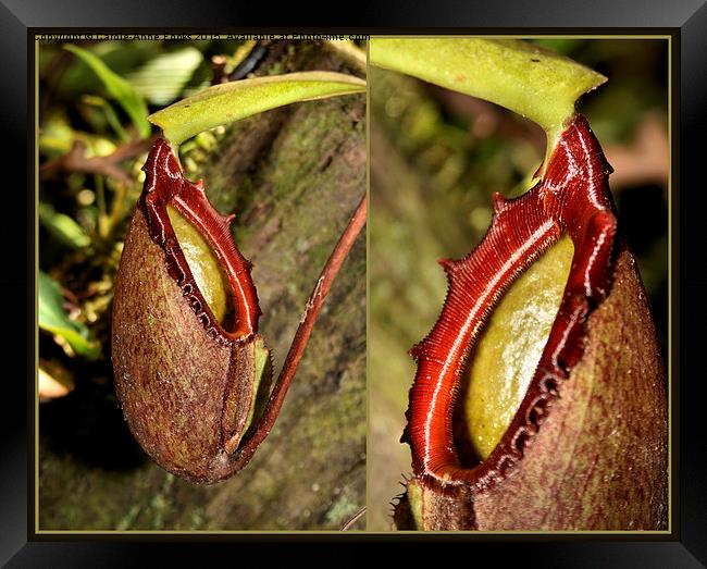  Pitcher Plant Composite Framed Print by Carole-Anne Fooks