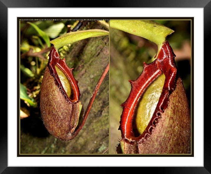  Pitcher Plant Composite Framed Mounted Print by Carole-Anne Fooks
