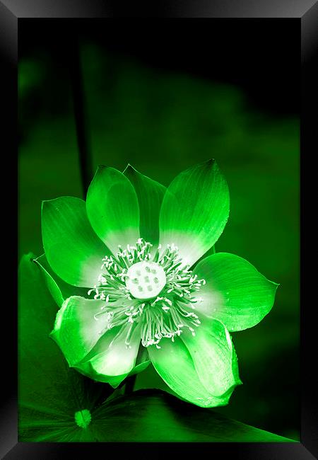  Green Lotus Flower Framed Print by Carole-Anne Fooks