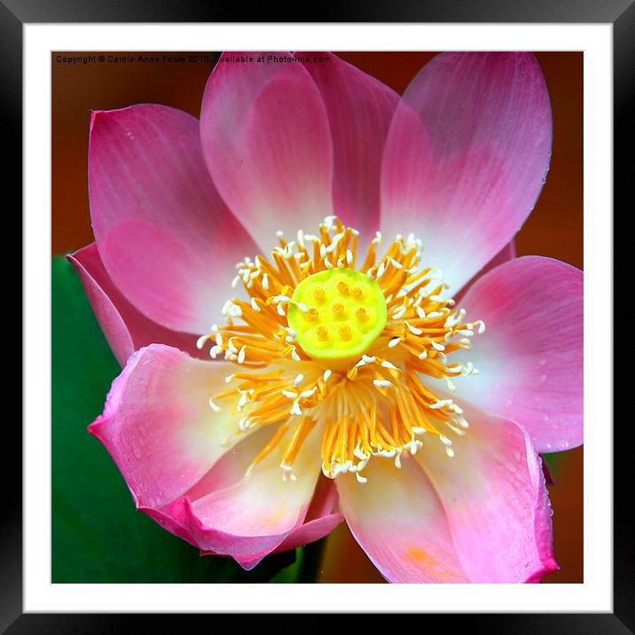  Large Pink Lotus Framed Mounted Print by Carole-Anne Fooks