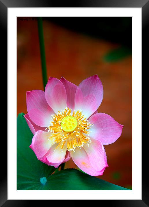   Large Pink Lotus Framed Mounted Print by Carole-Anne Fooks
